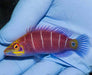 Mystery Wrasse (Pseudocheilinus Ocellatus) - Reef Exclusive MA LLC