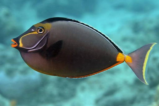 Naso Tang (Naso Lituratus) - Reef Exclusive MA LLC