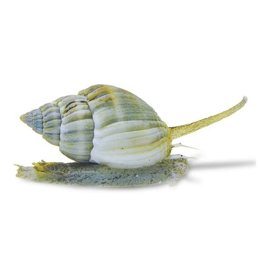 Nassarius Snail (Nassarius sp.) - Reef Exclusive MA LLC