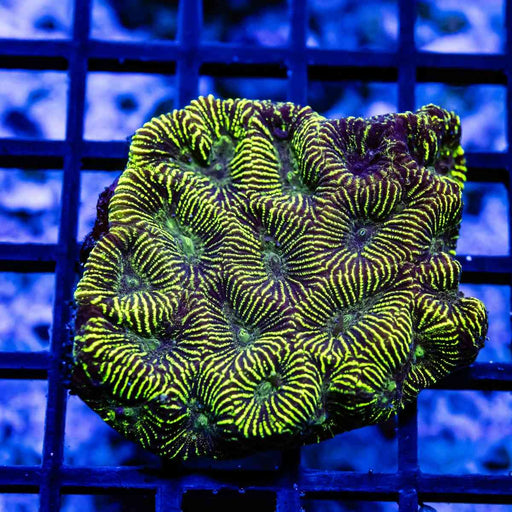 Neon Gold Ausse Favites - Reef Exclusive MA LLC