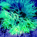 Neon - Green Luxurious Anemone - Reef Exclusive MA LLC