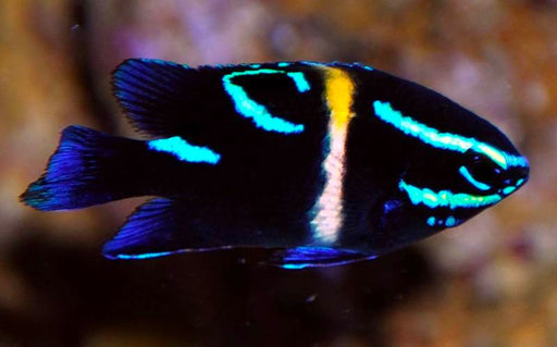 Neon Velvet Damsel (Paraglyphidodon Oxyodon) - Reef Exclusive MA LLC