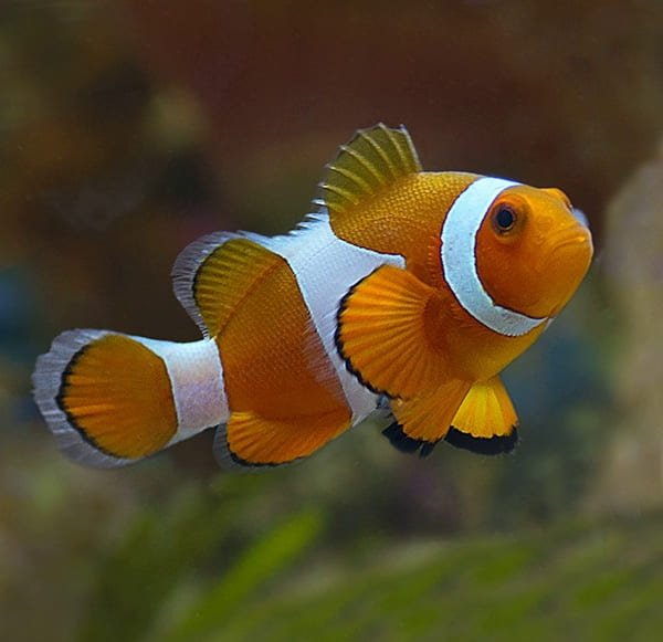 Ocellaris Clown (Amphiprion Ocellaris) Captive Bred - Reef Exclusive MA LLC