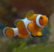 Ocellaris Clown (Amphiprion Ocellaris) Captive Bred - Reef Exclusive MA LLC