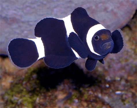 Ocellaris Clown Black &amp; White (Amphipron Ocellaris) Captive Bred - Reef Exclusive MA LLC