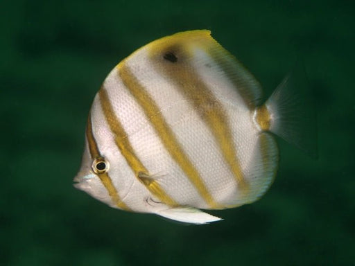 Ocellate Butterflyfish (Parachaetodon ocellatus) - Reef Exclusive MA LLC