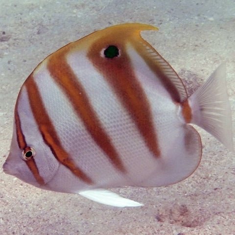 Ocellate Butterflyfish (Parachaetodon ocellatus) - Reef Exclusive MA LLC