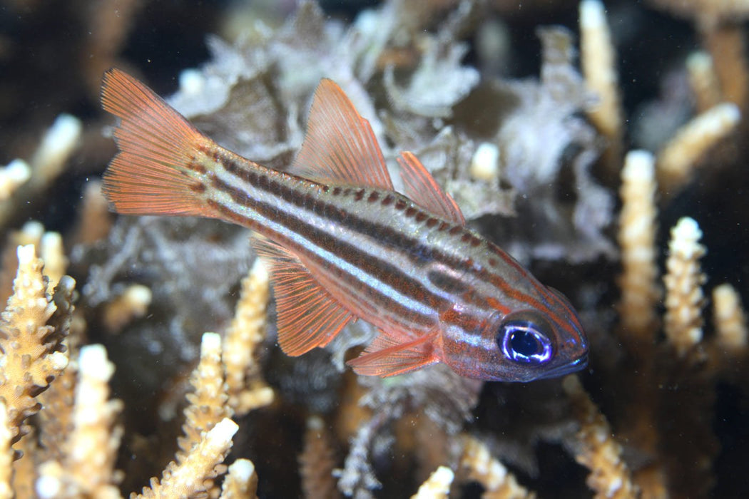 Ochrestriped Cardinalfish (Ostorhinchus Compressus) - Reef Exclusive MA LLC