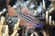 Ochrestriped Cardinalfish (Ostorhinchus Compressus) - Reef Exclusive MA LLC