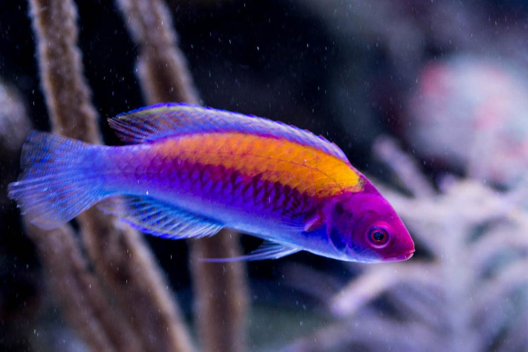 Orange Back Fairy Wrasse (Cirrhilabrus Aurantidorsalis) - Reef Exclusive MA LLC