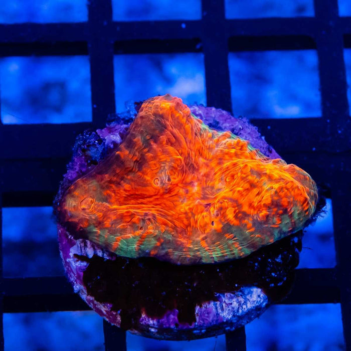 Orange Green Chalice Frag - Reef Exclusive MA LLC