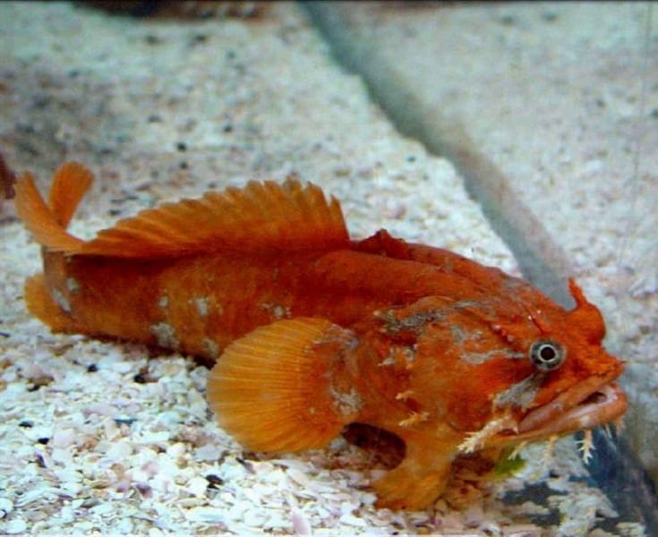 Orange Gulf Toadfish (Opsanus Beta) - Reef Exclusive MA LLC