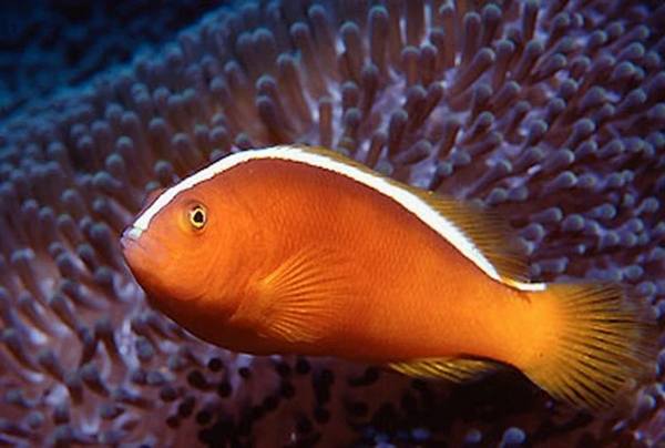 Orange Skunk Clownfish (Amphiprion Sandaracinos) - Reef Exclusive MA LLC