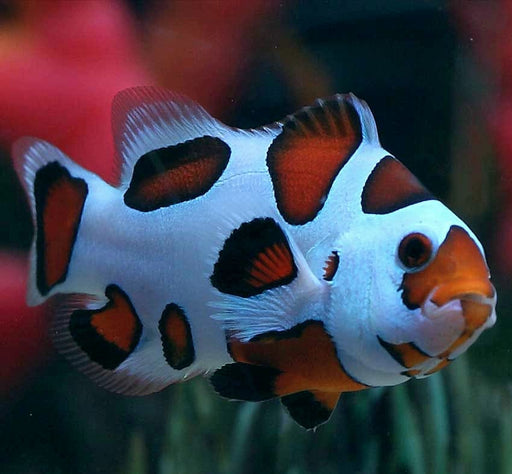 Orange Storm Clown (Amphiprion Ocellaris) Captive Bred - Reef Exclusive MA LLC