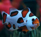 Orange Storm Clown (Amphiprion Ocellaris) Captive Bred - Reef Exclusive MA LLC