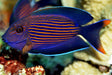 Orange Stripe Bristletooth Tang (Ctenochaetus Striatus) - Reef Exclusive MA LLC