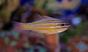 Orange Stripe Cardinal (Apogon Cyanosoma) - Reef Exclusive MA LLC