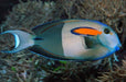 Orangeshoulder Tang (Acanthurus Olivaceus) - Reef Exclusive MA LLC