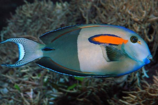 Orangeshoulder Tang (Acanthurus Olivaceus) - Reef Exclusive MA LLC