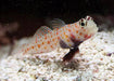 Orangespot Prawn Goby (Amblyeleotris Guttata) - Reef Exclusive MA LLC