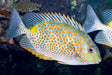 Orangspot Rabbit (Siganus Guttatus) - Reef Exclusive MA LLC