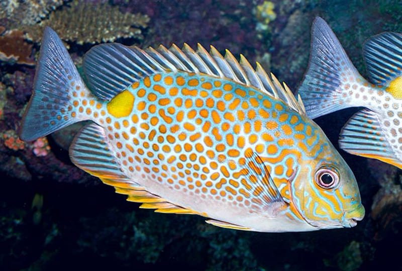 Orangspot Rabbit (Siganus Guttatus) - Reef Exclusive MA LLC