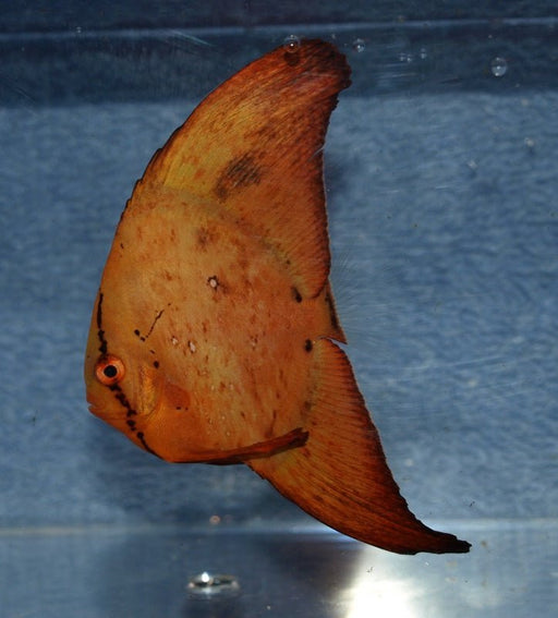 Orbicular Batfish (Platax Orbicularis) - Reef Exclusive MA LLC