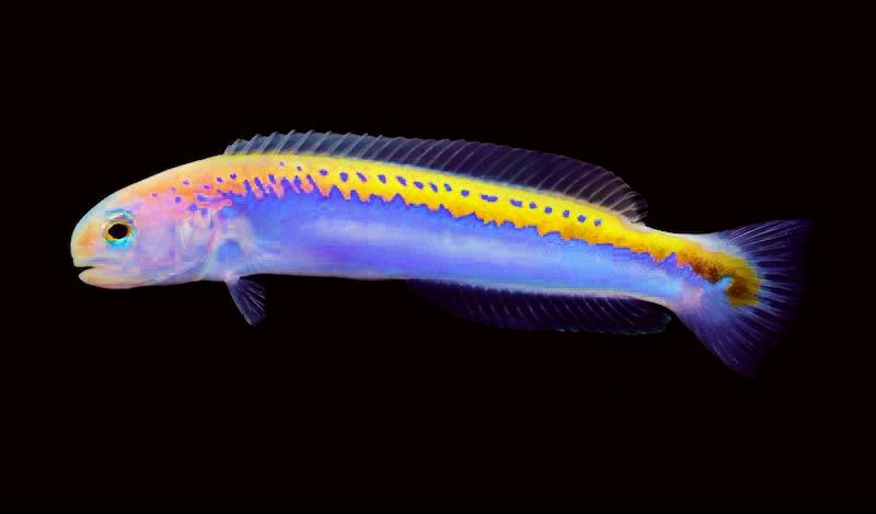 Oreni Tilefish (Hoplolatilus Oreni) - Reef Exclusive MA LLC