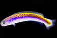 Oreni Tilefish (Hoplolatilus Oreni) - Reef Exclusive MA LLC