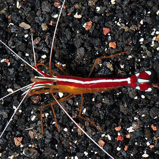 Pacific Cleaner Shrimp (Lysmata Amboinensis) - Reef Exclusive MA LLC