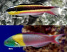 Paddlefin Wrasse (Thalassoma Lucasanum) - Reef Exclusive MA LLC