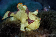 Painted Frogfish (Antennarius Pictus) - Reef Exclusive MA LLC