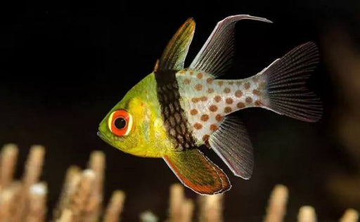 Pajama Cardinalfish (Sphaeramia Nematoptera) - Reef Exclusive MA LLC