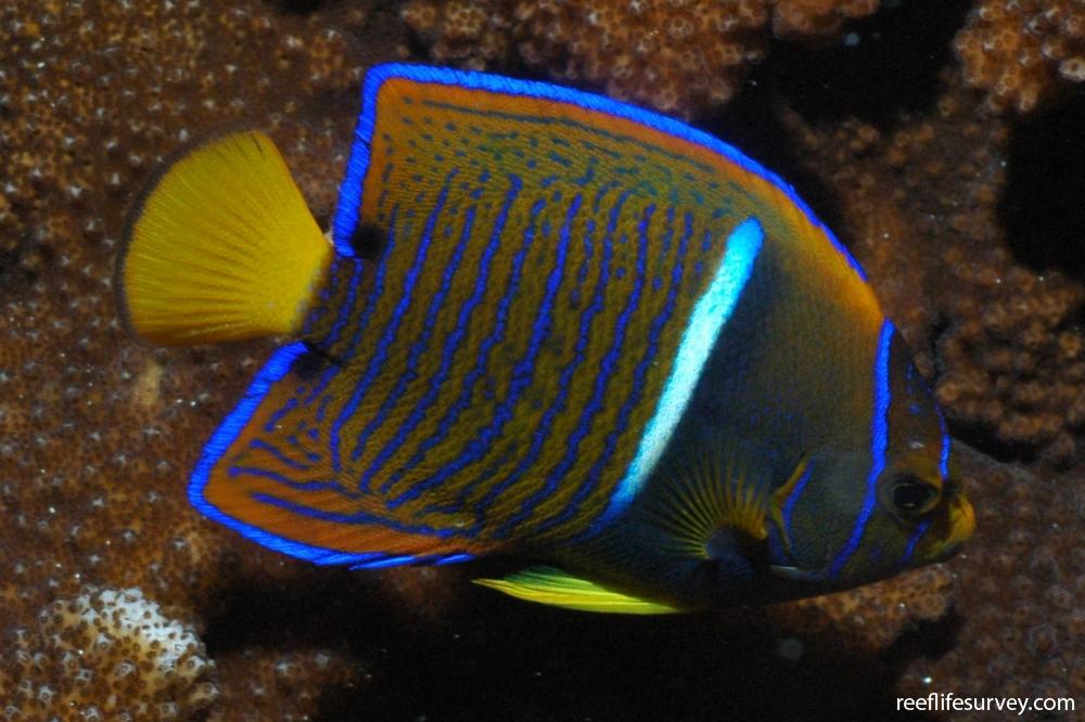 Passer Angelfish (Holacanthus passer) - Juv - Reef Exclusive MA LLC