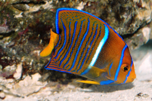 Passer Angelfish (Holacanthus passer) - Juv - Reef Exclusive MA LLC