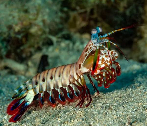 Peacock Mantis Shrimp (Odontodactylus Scyllarus) - Reef Exclusive MA LLC