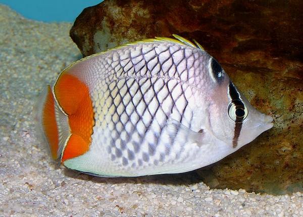 Pearlscale Butterflyfish (Chaetodon Xanthurus) - Reef Exclusive MA LLC