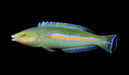 Pencil Africa (Pseudojuloides Polackorum) MALE - Reef Exclusive MA LLC