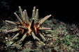 Pencil Urchin (Eucidaris Tribuloides) - Reef Exclusive MA LLC