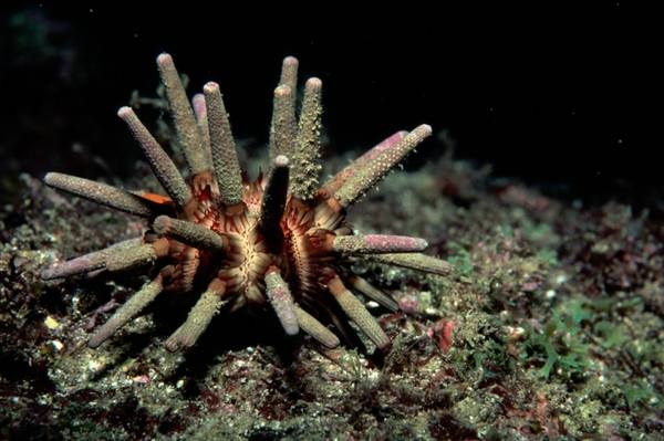 Pencil Urchin (Eucidaris Tribuloides) - Reef Exclusive MA LLC