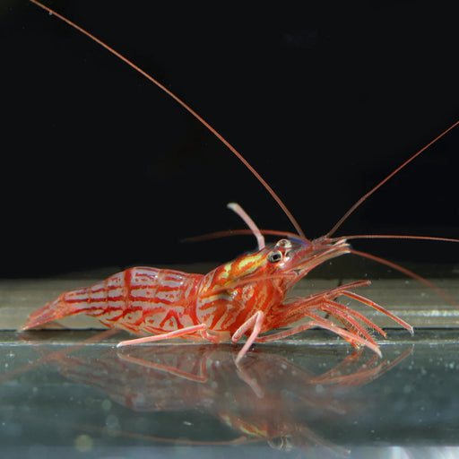 Peppermint Shrimp (Lysmata Kuekenthali) - Reef Exclusive MA LLC