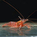 Peppermint Shrimp (Lysmata Kuekenthali) - Reef Exclusive MA LLC