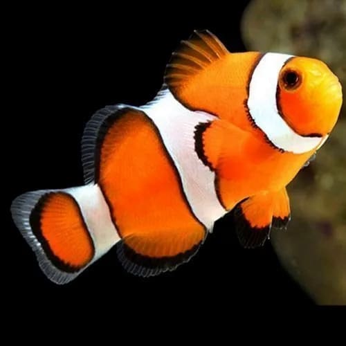 Percula Clown True (Amphiprion Percula) Captive - Bred - Reef Exclusive MA LLC