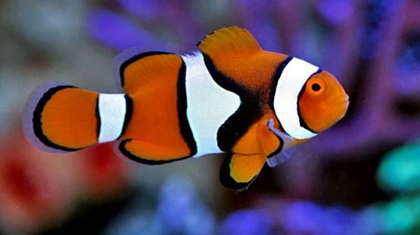 Percula Clownfish (Amphiprion Percula) - Reef Exclusive MA LLC