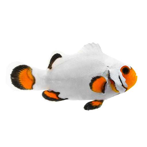 Picasso Clown Platinum (Amphiprion Percula) Captive - Bred - Reef Exclusive MA LLC