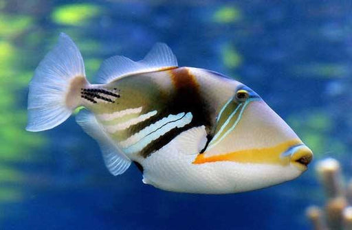 Picasso Triggerfish (Rhinecanthus Aculeatus) - Reef Exclusive MA LLC