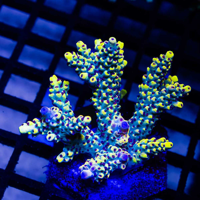 Pikachu Acro Colony - Reef Exclusive MA LLC