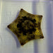 Pillow Cushion Starfish (Culcita sp.) - Reef Exclusive MA LLC