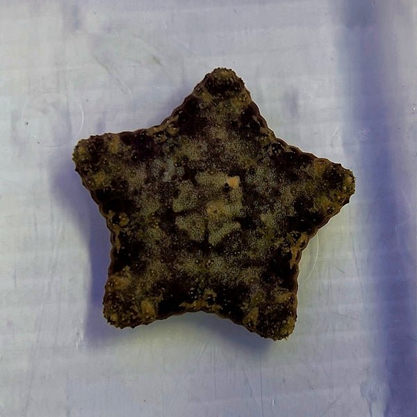 Pillow Cushion Starfish (Culcita sp.) - Reef Exclusive MA LLC