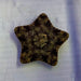 Pillow Cushion Starfish (Culcita sp.) - Reef Exclusive MA LLC